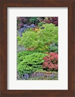 Spring Color With Deer Proof Shrubs And Trees, Sammamish, Washington State Fine Art Print