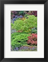 Spring Color With Deer Proof Shrubs And Trees, Sammamish, Washington State Fine Art Print