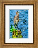 Great Blue Heron, Juanita Bay Park, Kirkland, Washington State Fine Art Print