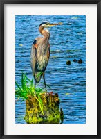 Great Blue Heron, Juanita Bay Park, Kirkland, Washington State Fine Art Print