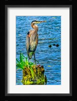 Great Blue Heron, Juanita Bay Park, Kirkland, Washington State Fine Art Print