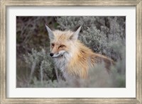 Red Fox Framed By Sage Brush In Lamar Valley, Wyoming Fine Art Print