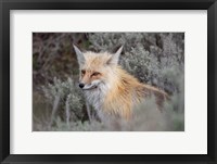 Red Fox Framed By Sage Brush In Lamar Valley, Wyoming Fine Art Print