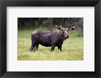 Wyoming, Yellowstone National Park Bull Moose With Velvet Antlers Fine Art Print