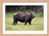 Wyoming, Yellowstone National Park Bull Moose With Velvet Antlers Fine Art Print