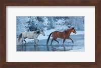 Horses Crossing Shell Creek In Winter, Wyoming Fine Art Print
