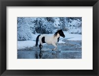 Horse Crossing Shell Creek In Winter Fine Art Print