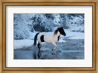 Horse Crossing Shell Creek In Winter Fine Art Print