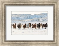 Herd Of Horses Running In Snow Fine Art Print
