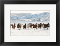 Herd Of Horses Running In Snow Fine Art Print