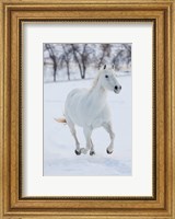 White Horse Running In The Snow Fine Art Print