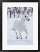 White Horse Running In The Snow Fine Art Print
