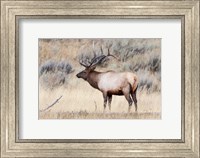 Portrait Of A Bull Elk With A Large Rack Fine Art Print