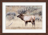 Portrait Of A Bull Elk With A Large Rack Fine Art Print