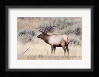 Portrait Of A Bull Elk With A Large Rack Fine Art Print