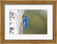 A Male Mountain Bluebird Perching At Its Nest Hole Fine Art Print