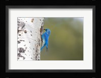 A Male Mountain Bluebird Perching At Its Nest Hole Fine Art Print