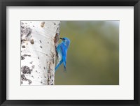 A Male Mountain Bluebird Perching At Its Nest Hole Fine Art Print