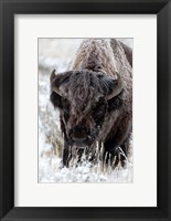 Portrait Of A Frost Covered American Bison Fine Art Print