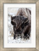 Portrait Of A Frost Covered American Bison Fine Art Print