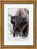 Portrait Of A Frost Covered American Bison Fine Art Print