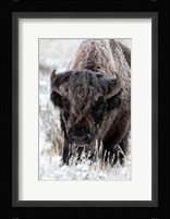Portrait Of A Frost Covered American Bison Fine Art Print