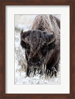 Portrait Of A Frost Covered American Bison Fine Art Print