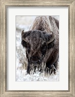 Portrait Of A Frost Covered American Bison Fine Art Print