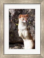 Portrait Of A Long-Tailed Weasel Fine Art Print