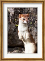 Portrait Of A Long-Tailed Weasel Fine Art Print