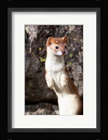 Portrait Of A Long-Tailed Weasel Fine Art Print