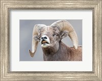 Bighorn Ram Lifts Its Lip In A Flehmen Fine Art Print