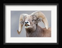 Bighorn Ram Lifts Its Lip In A Flehmen Fine Art Print