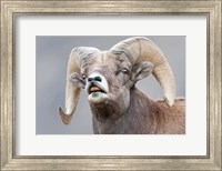 Bighorn Ram Lifts Its Lip In A Flehmen Fine Art Print