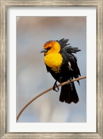 Yellow-Headed Blackbird Perched On A Reed Fine Art Print