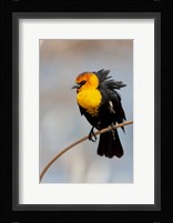 Yellow-Headed Blackbird Perched On A Reed Fine Art Print