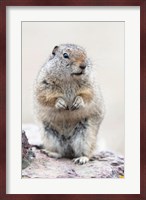 Richardson's Ground Squirrel Fine Art Print