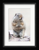 Richardson's Ground Squirrel Fine Art Print