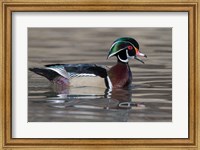 Wood Duck Drake In Breeding Plumage Floats On The River While Calling Fine Art Print
