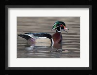 Wood Duck Drake In Breeding Plumage Floats On The River While Calling Fine Art Print