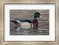 Wood Duck Drake In Breeding Plumage Floats On The River While Calling Fine Art Print