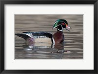 Wood Duck Drake In Breeding Plumage Floats On The River While Calling Fine Art Print