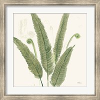 Forest Ferns II Dark Fine Art Print