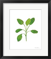 Fresh and Green VII Framed Print
