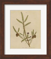 Herbal Botanical XIV Fine Art Print