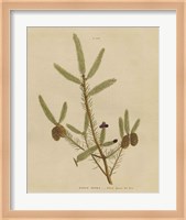 Herbal Botanical XIV Fine Art Print