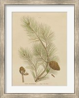 Herbal Botanical XIII Fine Art Print