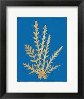 Pacific Sea Mosses III Blue Fine Art Print