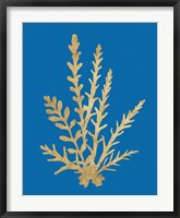 Pacific Sea Mosses III Blue Fine Art Print