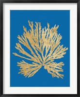 Pacific Sea Mosses II Blue Framed Print